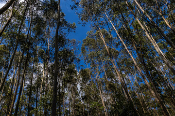 Forest planted with eucalyptus on a farm in Brazil