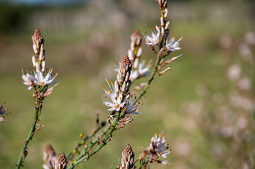 Mallorca, Landschaft, Mittelmeer, Pflanzen, Natur, Blumen, Tiere, Markt, Reisen, Travel, Europa, Mediterran