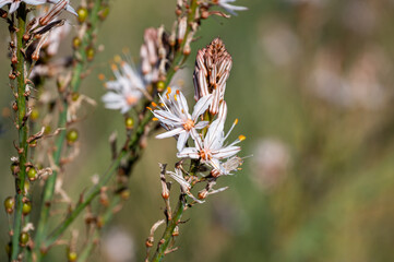 Mallorca, Landschaft, Mittelmeer, Pflanzen, Natur, Blumen, Tiere, Markt, Reisen, Travel, Europa, Mediterran