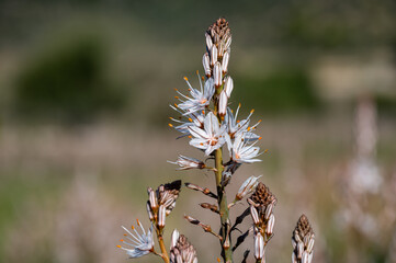 Mallorca, Landschaft, Mittelmeer, Pflanzen, Natur, Blumen, Tiere, Markt, Reisen, Travel, Europa, Mediterran