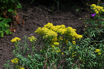 golden yellow alyssum murale flower