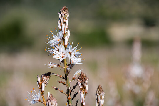 Wei&szlig;e Affodill-Bl&uuml;ten vor mediterraner Landschaft, Mallorca