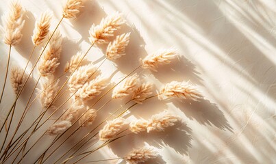 a top view floral composition of dried rabbit tail grass with warm sunlight reflections on a tan white background. Simple, minimalist, with copy space