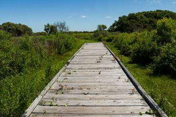 Obraz premium Explore Galveston Island State Park's Heritage Trail: A Serene Wooden Boardwalk Amid Lush Greenery and Sunny Skies. Perfect for Your Summer Travel Adventure!
