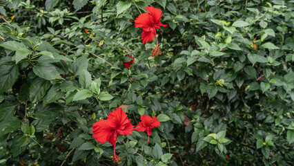 Beautiful red hibiscus on a background of lush green leaves. Bright flowers with elegantly curved petals, long pistils. Full screen. Malaysia. 