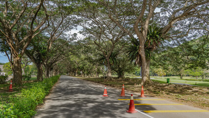 The straight road goes forward. There are white and yellow marking lines on the asphalt, traffic cones. Rows of sprawling trees on the roadsides. Tropical plants Asplenium nidus grow on the trunks. 
