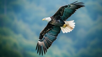 Obraz premium An eagle flies alone in the air