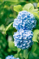 青い紫陽花のクローズアップ写真、緑の背景