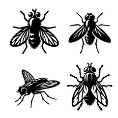 housefly  illustration on white background