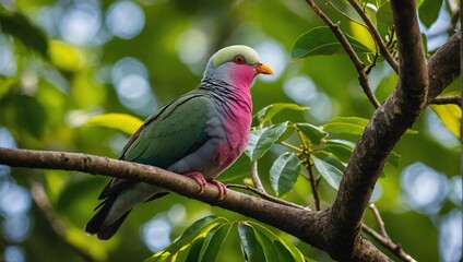 A pink-headed fruit dove landed on a leafy tree branch