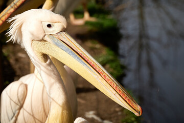 The photo shows a pelican, focusing on its head and beak. The pelican's beak is long and flat with a large throat pouch. The bird's plumage appears white, and the skin around the eye is bare, showing 