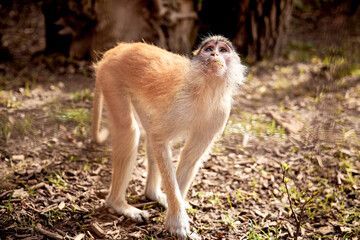 The photograph shows a close-up of the monkey's fur, the central part of which is blurred. The fur appears to be light with some dark roots, which may indicate that it belongs to a mammal.