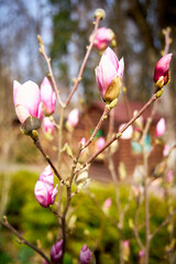 Fototapeta premium Several magnolia buds that have not yet opened, with soft pink petals on a blurred background.