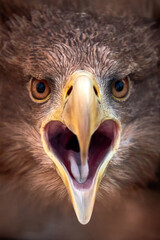 A close-up of the eagle's face is depicted. The eagle's beak is open and its eyes are directed forward, giving the image a sense of intensity and alertness. The feathers on the head are visible in fin
