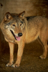 The image shows a close-up of a wolf with its tongue sticking out, looking straight at the camera. The wolf has a thick coat of fur with shades of brown and gray, and its eyes are beehive and pointed.