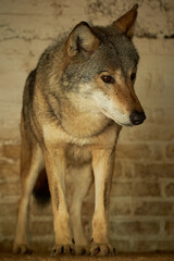 The image shows a close-up of the wolf. The wolf has a thick coat of fur with shades of brown and gray, and its eyes are beehive and pointed. The background is blurred.
