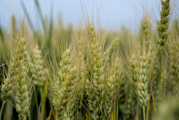 Close-up of ripe wheat ears on the field