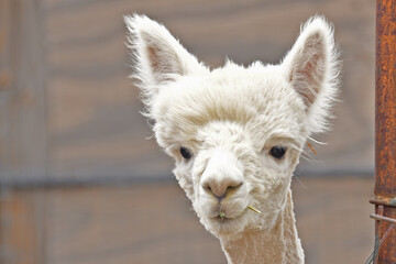 Closeup of Young alpaca eating straw after shearing 