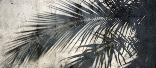 Obraz premium Tropical palm tree shadows cast on textured concrete backdrop. Perfect for summer travel ads - a chic, abstract, minimal photograph.