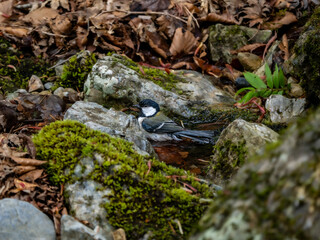 森の中の水場で水浴びをしているシジュウカラ
