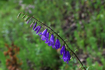 Purple bellflower in nature or garden