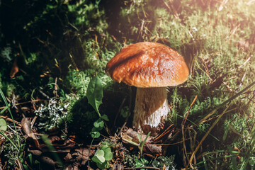 Borovik in sunlight, mushroom picking concept