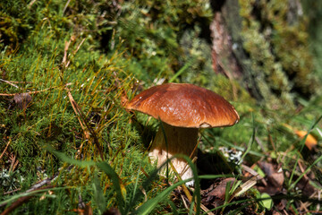 In a sunny forest grow edible mushrooms, white mushroom, aspen, underbush, chanterelles, chanterelles, currants.