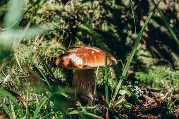 Porcini mushroom growing through the moss and grass in forest. Fresh white mushroom in pine forest