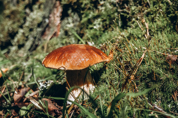 In a sunny forest grow edible mushrooms, white mushroom, aspen, underbush, chanterelles, chanterelles, currants.
