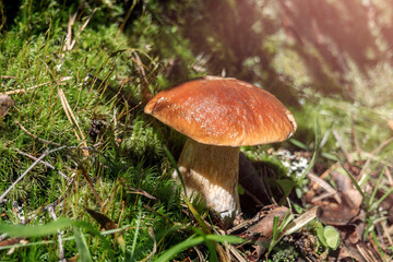 Porcini mushroom growing through the moss and grass in forest. Fresh white mushroom in pine forest