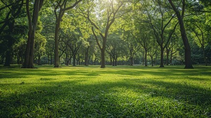 Fresh Air in a Spacious City Park 