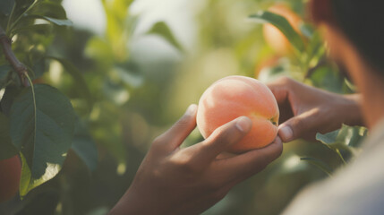 農業, 農家, 植物, 果物, 桃, 手, 収穫, 桃を収穫する男性の手, agriculture, farmer, plant, fruit, peach, hand, harvest, man's hand harvesting peach
