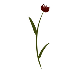 red tulip