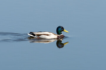 Mallard Anas Platyrhynchos, male wild duck on the surface of the water.