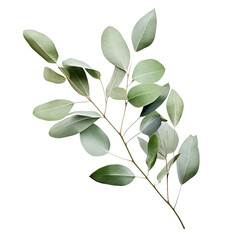 green leaves isolated on white