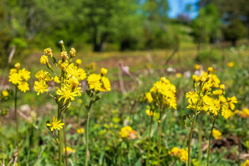 Leafless hawk's-beard flowers on a sunny meadow