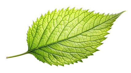 Fototapeta premium A close-up of a single green leaf isolated on a white background