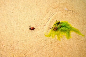 Shallow sea. May beetle, Melolontha, in water.