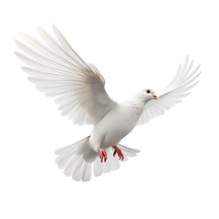 Fototapeta premium white pigeon flying in air on an isolated white background