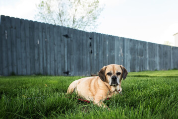 Obraz premium Sweet Puggle dog laying in grass in front of weathered fence