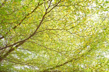 Fresh Black Afara branch or Ivory Coast almond plant in garden with green blur background 