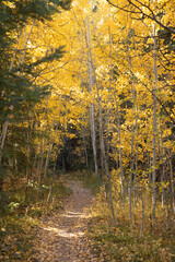 Obraz premium Hiking trail in the Colorado aspens
