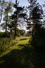 Sunlit forest path with tall trees
