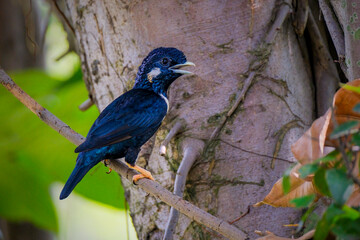 Basilornis celebensis or Sulawesi Myna