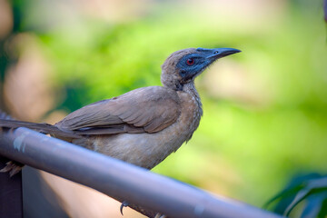 Closeup of a Helmeted friarbird