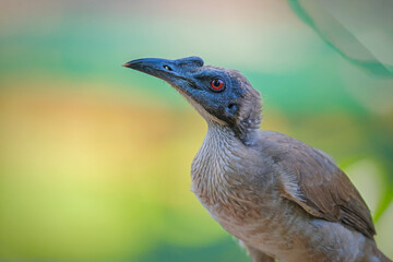 Closeup of a Helmeted friarbird