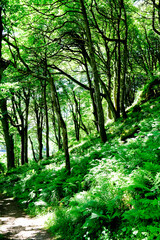 green landscape on the isle of mull