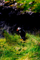 A puffin perched on the isle of Staffa