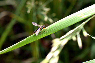 Macro of a robber fly, Dioctria linearis, female on a leaf. High quality photo