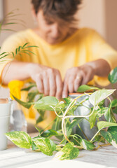 Close-up Of Person In Yellow Casual Outfit Taking Care Of Green Leafy Potted Plant In Cozy Living Room.